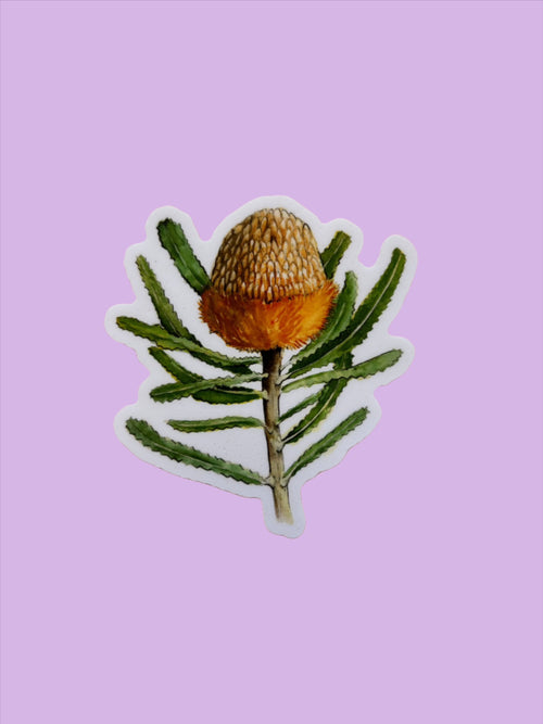 Banksia Burdetti Vinyl Sticker