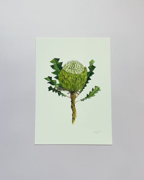 Baxterii Giclée Print