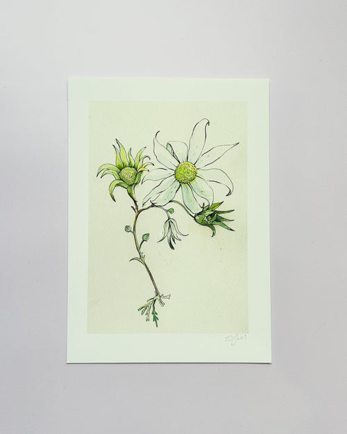 Flannel Flower Giclée Print