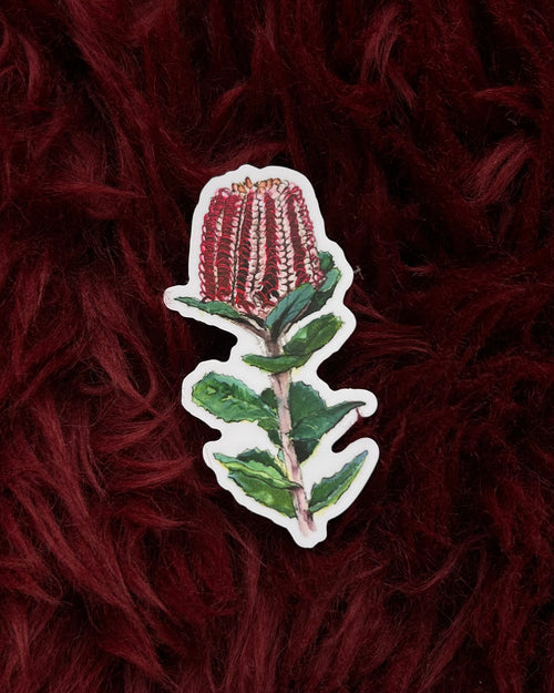 Banksia Coccinea Vinyl Sticker