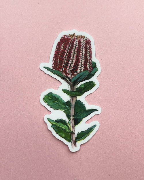 Banksia Coccinea Vinyl Sticker