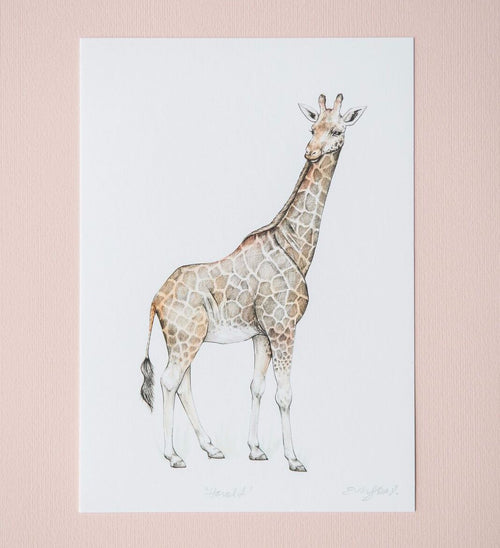 Harold giraffe fine art print by Emma Morgan